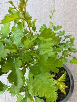 Bonsai, Bonsaj, jamadori, hloh - 3