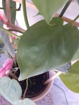 Philodendron , epipremnum řízky - 3