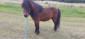 Přípouštění shetland pony - mini - 3