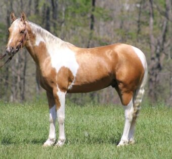 PAINT  HORSE  KOBYLU - 3