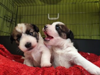 Jack Russell teriér - 3