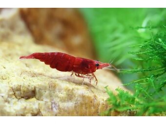 Krevetky Neocaridina - 3