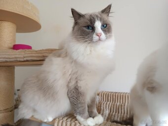 Ragdoll s PP - 3