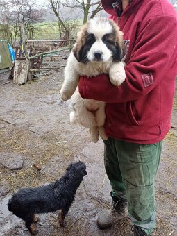 Moskevský strážní pes - 3