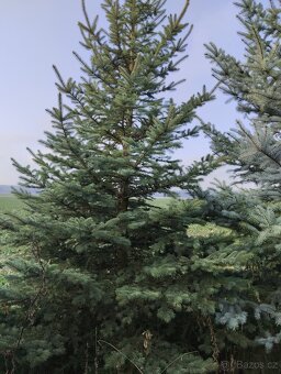 vanočni stromek velky - 3