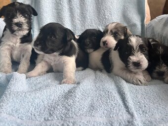 Knírač malý barevný - 3