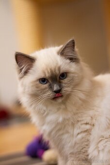 Ragdoll Koťata s PP - 3