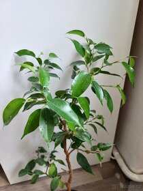 Ficus benjamina 2 - 3