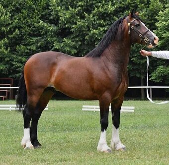 Připouštění Welsh cob v AP - 3