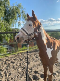Roční kobylka American Paint Horse - 3