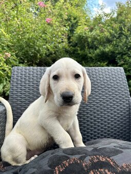 štěňata labrador a Bílý kluk – připravena k odběru - 3