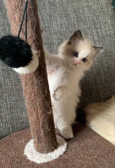 ❤️🌟Nádherná kočička Ragdoll s PP - 3