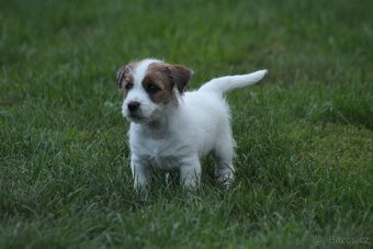 Jack Russell teriér s PP - 3