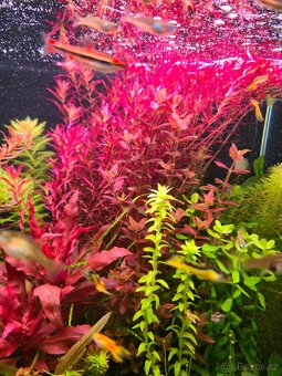 Akvarijní rostlinky z prostřihu - 3