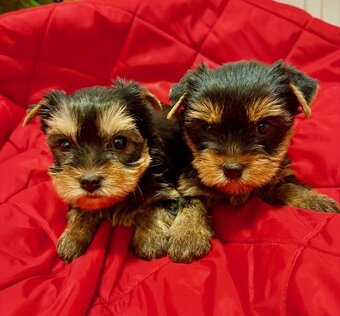 Yorkshirek s PP FCI k výběru a rezervaci - 3