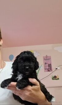 Maltipoo cavapoo Cockapoo pudel - 3