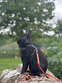 sportovní králík s pp - import Německo Valkýra - 3