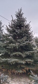 Vánoční stromeček, stromek, strom, smrk pichlavý č.2 - 3