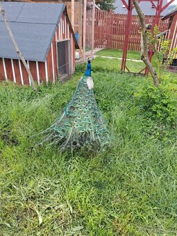 Páv, Páv korunkatý, Páv modrý - 3