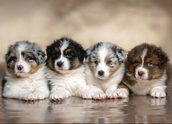 australský ovčák s pp  štěně - 3