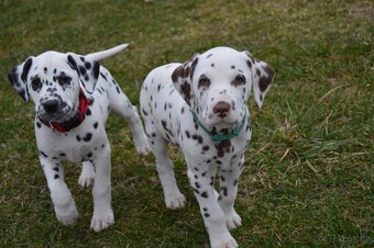 Dalmatin štěňata - pejsek - 3