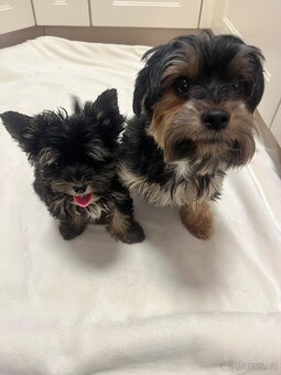 Jorksirsky terier biwier - 3