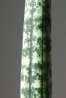 Tchynin jazyk, Sansevieria fischeri - 3