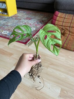 Pokojovka Monstera Monkey Mask, Adonsonii - 3