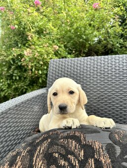 štěňata labrador a Bílá Fenka – připravena k odběru - 3