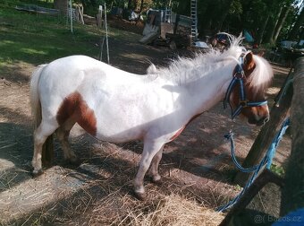 Pony klisna 13let - 3