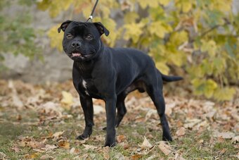 Stafordšírský bulteriér - 3