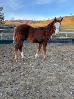 Perspektívny Žrebček - 3