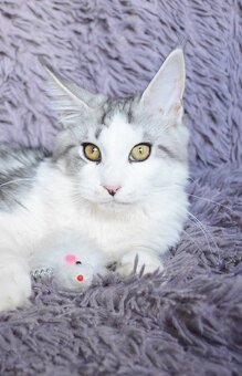 Mainská mývalí kočička s PP - 3