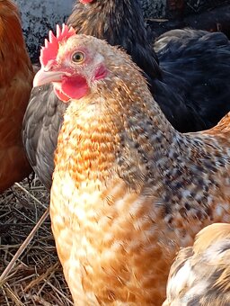 Kočinka zakrslá - 3