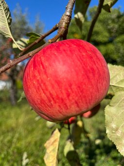 Prodám jablka - 3