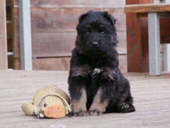 Německý ovčák štěňata - fenky - 3