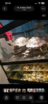 Želvičky poloostrovní - 3