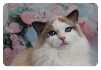 Ragdoll kočička s PP - blue bicolour - 3
