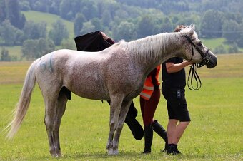 Připouštění Shagya arab Jussuf V-CZ Festival - 3