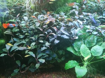 Akvarijní rostliny - 3
