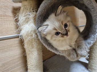 Ragdoll koťátka - 3