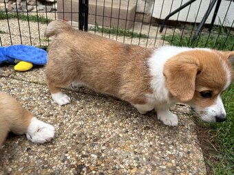 welsh corgi pembroke - 3