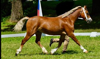 Welsh Cob klisna - 8 let - 3