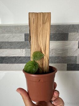 Monstera Dubia s dřevěnou oporou - 3