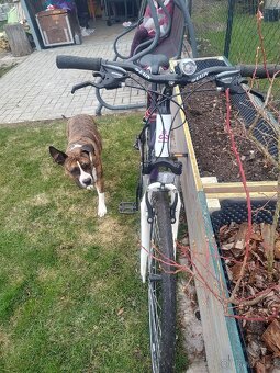 Dámské kolo Maxima 1.0 - 3