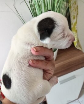 Jack russel teriér - 3