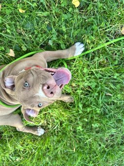 🐶Na prodej- fenečka American Bully Pocket 🐶 - 3