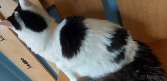 Mainska myvalia Mainne coon Mco - 3