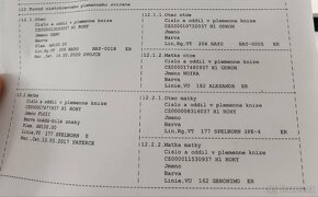 Připouštění - plemenný AN kozel - 3