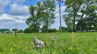 Domácí vajíčka - 3